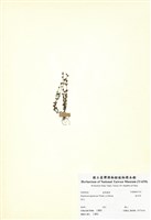 藏品(地耳草)的圖片